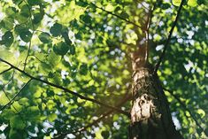 the top of a tree with leaves on it's branches and sunlight shining through