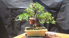 a bonsai tree in a pot on a table