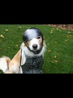 a dog wearing a helmet on top of it's head