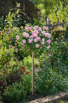 a garden filled with lots of pink flowers