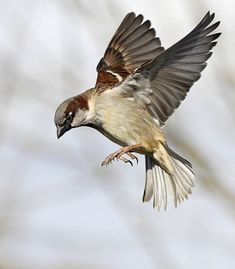 a bird flying through the air with it's wings spread