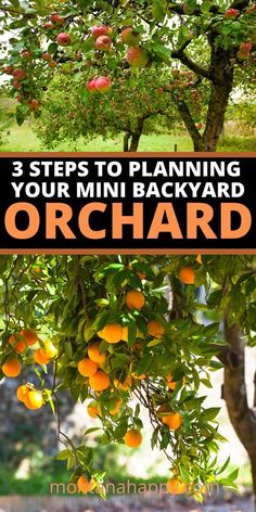 three steps to planning your mini backyard orchard