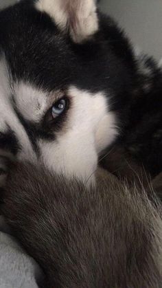 a husky dog with blue eyes laying down