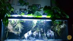 an aquarium filled with plants and water