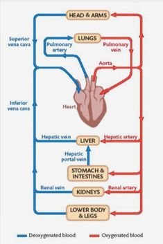 the diagram shows how blood flow from the heart to the lungs and into the body