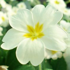 a white flower with yellow center surrounded by other flowers