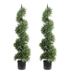 two tall potted trees are shown in front of each other on a white background