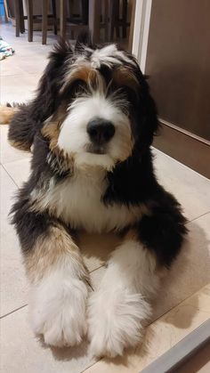 a black and white dog laying on the floor