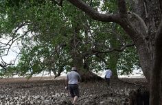 two men walking in the middle of an area with trees and birds all around them