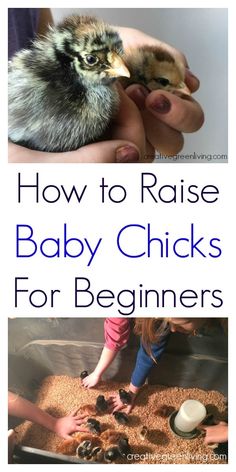 Chicks For Beginners, Raising Baby Chicks, Baby Chicks Raising, Chickens For Beginners, Raising Chicken, Backyard Upgrades, Raising Ducks, Raising Chicks