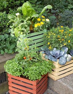 several wooden planters filled with different types of plants