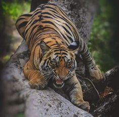 a tiger laying on top of a tree branch