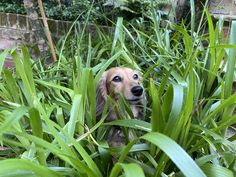 a dog is hiding in the tall grass