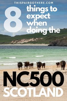 Image of Balnakeil beach near Durness of the North Coast of Scotland. Cows walk on the sand. Text on top of image reads: 8 Things to Expect when doing the NC500, Scotland Glasgow Travel, Edinburgh Travel