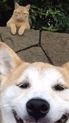 a dog and a cat sitting next to each other in front of some shrubbery