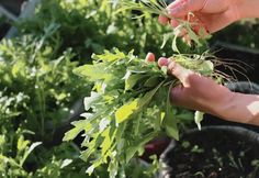 two hands reaching for leaves in a garden