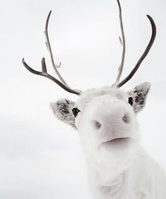 Arctic Reindeer, Animal Photography Wildlife, Baby Reindeer, Winter Nature, Wild Creatures, Have A Great Weekend, Animal Totems, Watercolor Animals, Here Comes