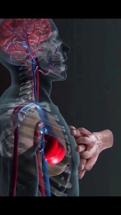 the human body is shown with blood vessels running from it to the heart and lungs