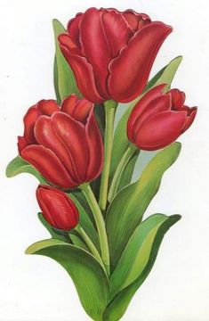 a drawing of red tulips in a vase on a white background with green leaves