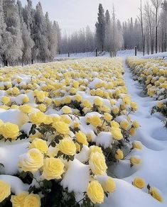 yellow flowers are in the snow near some trees and bushes with no leaves on them