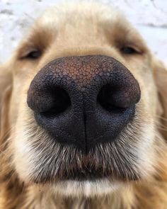 the nose of a dog with it's tongue sticking out and looking at the camera