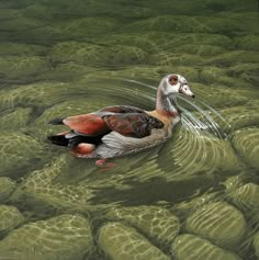 a painting of a duck floating on top of green water with rocks in the background