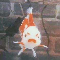 an orange and white koi fish with its mouth open in front of brick wall