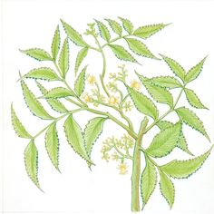 a drawing of a plant with green leaves and yellow flowers