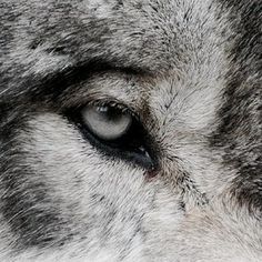 a wolf's eye is shown in this close up photo