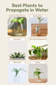 four different types of plants in glass vases with text overlay that says best plants to propagate in water