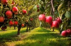 an apple orchard with lots of red apples hanging from the trees