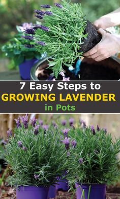 lavender plants growing in pots with the title 7 easy steps to growing lavender in pots