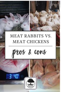 meat rabbits vs meat chickens pros and cons