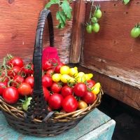 a basket filled with lots of red and yellow tomatoes