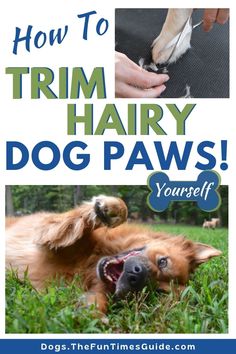 how to trim harry's dog paws with the title, how to trim harry's dog paws yourself