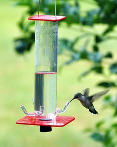 a hummingbird feeding from a bird feeder