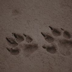 an animal's paw prints in the sand