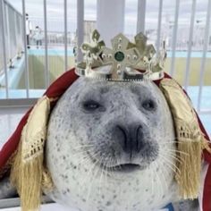 a seal with a crown on it's head sitting in front of a window