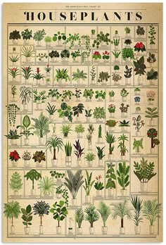 a poster with plants on it that says houseplants and their names in english