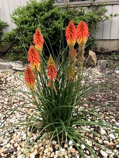 some orange flowers are growing out of the rocks