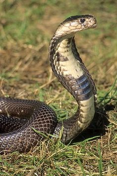 a snake with its mouth open on the ground