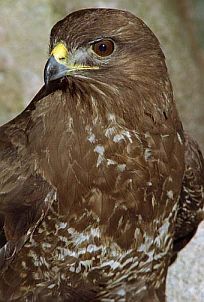 a brown and white bird with yellow eyes sitting on a rock looking at the camera