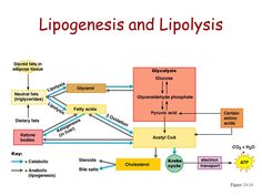 a diagram showing the process of lippogenes and lip polysysiss