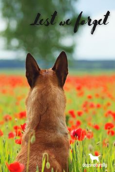 a dog sitting in the middle of a field with red flowers and text that reads, lost or forgot