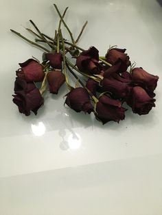 some dead flowers on a white table