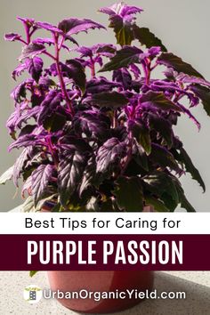 purple plant with the words best tips for caring for purple passion