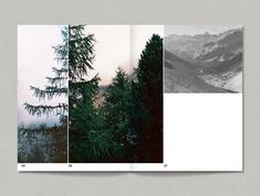 three different photographs of trees and mountains