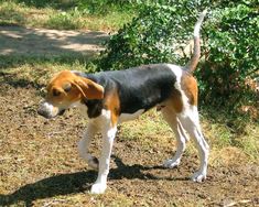 a dog standing on top of a dirt field next to a forest filled with trees