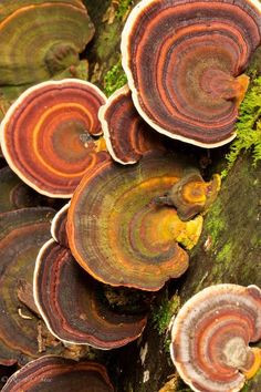 mushrooms are growing on the bark of a tree