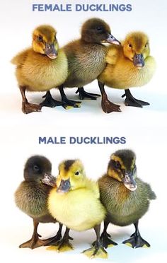 three ducklings are standing next to each other